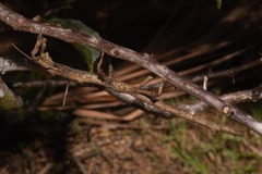 Pterinoxylus eucnemis