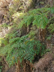 Daucus decipiens image