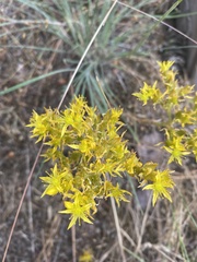 Sedum stenopetalum
