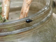 Macrohaltica transversa