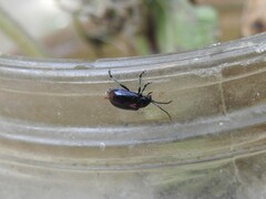 Macrohaltica transversa