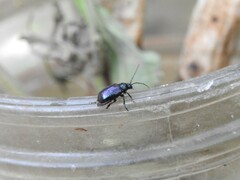 Macrohaltica transversa