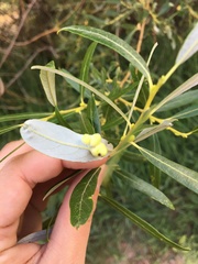 Euura pedunculi