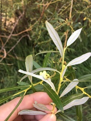 Euura pedunculi