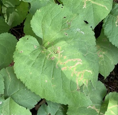 Scrobipalpula manierreorum