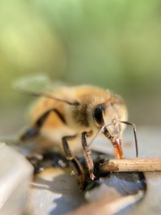 Apis mellifera