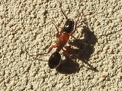 Camponotus texanus