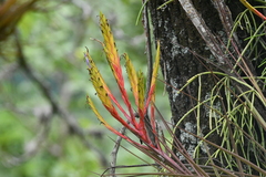 Tillandsia inopinata