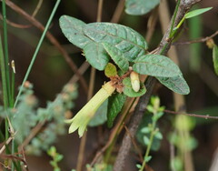 Correa reflexa lobata
