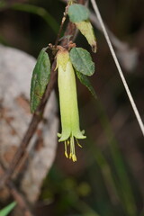 Correa reflexa lobata