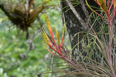 Tillandsia inopinata