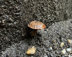 Porphyrellus sordidus