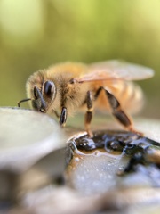 Apis mellifera