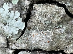 Haematomma persoonii