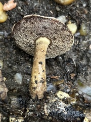 Porphyrellus sordidus