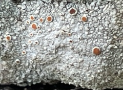 Haematomma persoonii