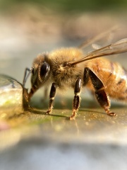 Apis mellifera