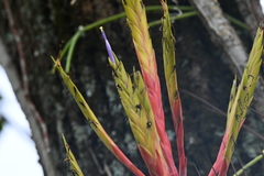Tillandsia inopinata