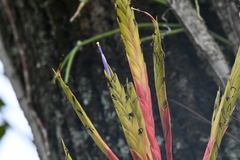 Tillandsia inopinata