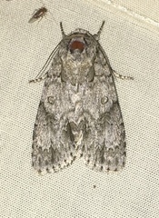 Acronicta impleta