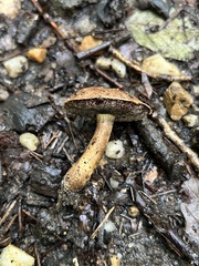 Porphyrellus sordidus