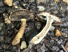 Porphyrellus sordidus