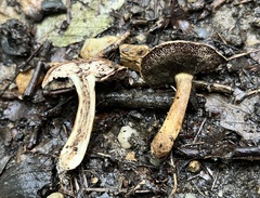 Porphyrellus sordidus