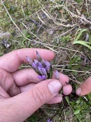 Gentianella propinqua