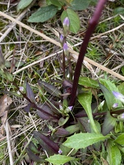 Gentianella propinqua