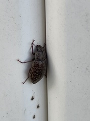 Epitragodes tomentosus