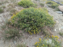 Chrysothamnus viscidiflorus viscidiflorus