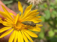 Acmaeodera cuprina