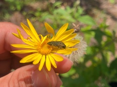 Acmaeodera cuprina