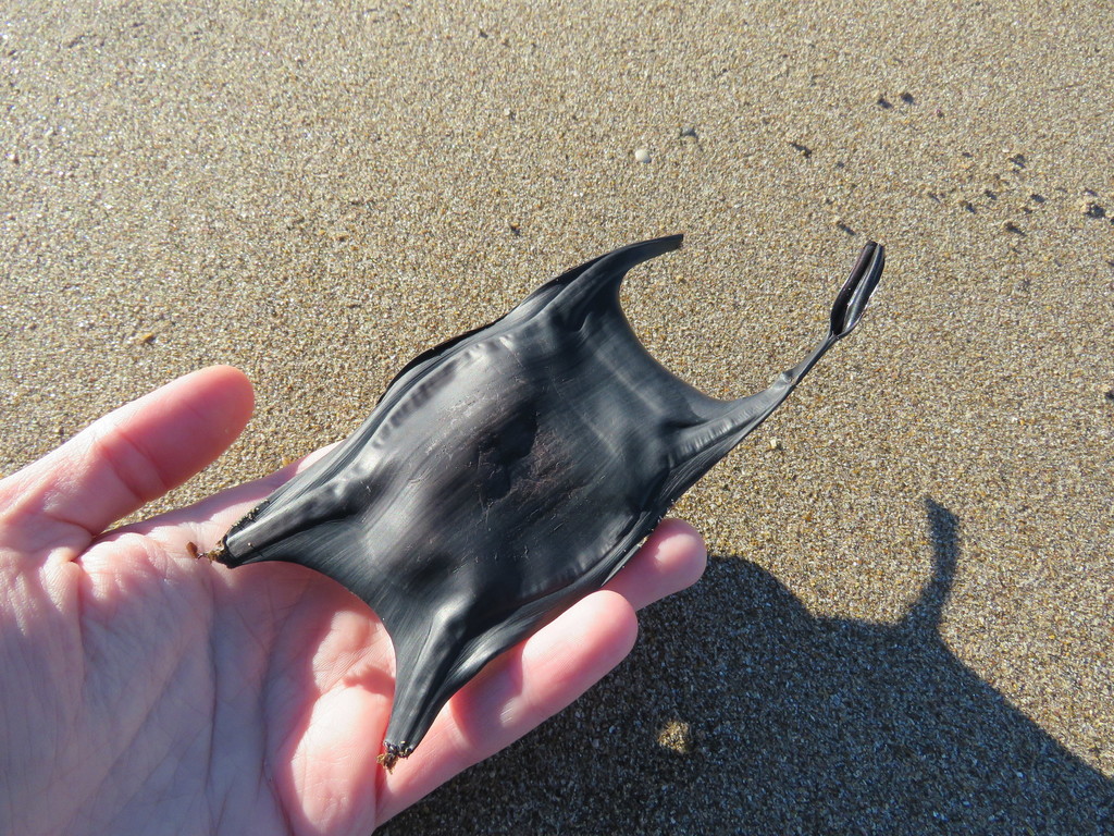 Ray (Amblyraja doellojuradoi) — Rajidae