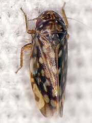 Xestocephalus superbus