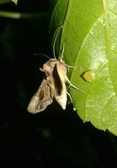 Ctenoplusia accentifera