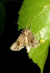 Ctenoplusia accentifera