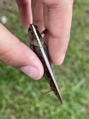 Schistocerca alutacea