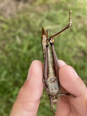 Schistocerca alutacea