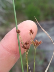 Rhynchospora saxicola