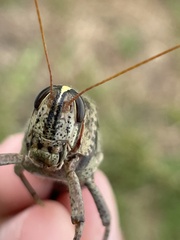 Schistocerca alutacea