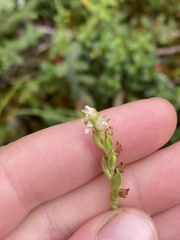 Goodyera repens