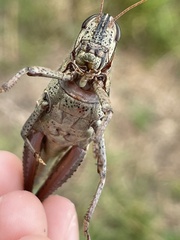 Schistocerca alutacea