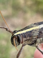 Schistocerca alutacea