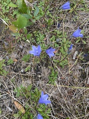 Campanula lasiocarpa