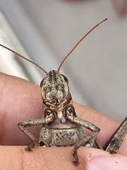 Schistocerca alutacea