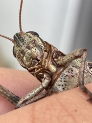 Schistocerca alutacea