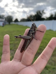 Schistocerca alutacea