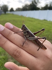 Schistocerca alutacea