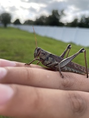 Schistocerca alutacea